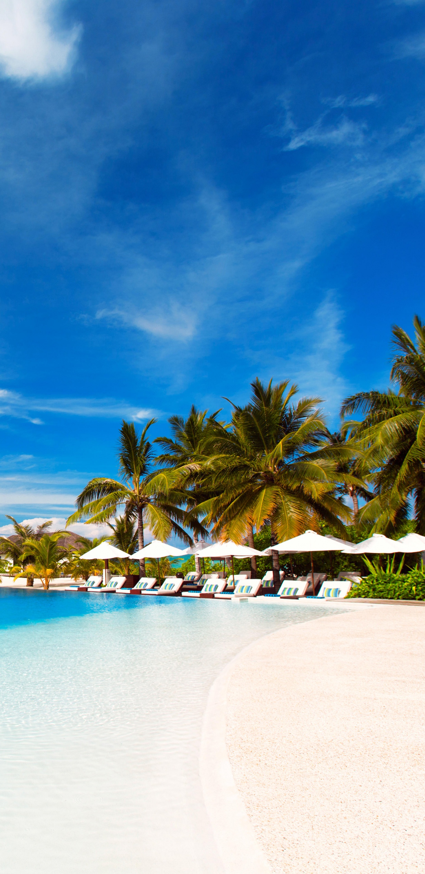 Palm Trees on Beach Shore Under Blue Sky During Daytime. Wallpaper in 1440x2960 Resolution