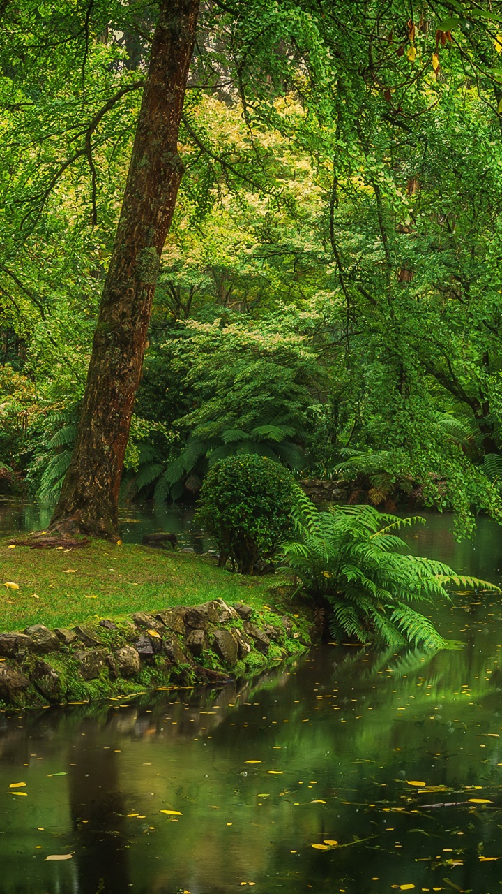 Herbe Verte et Arbres au Bord de la Rivière Pendant la Journée. Wallpaper in 720x1280 Resolution