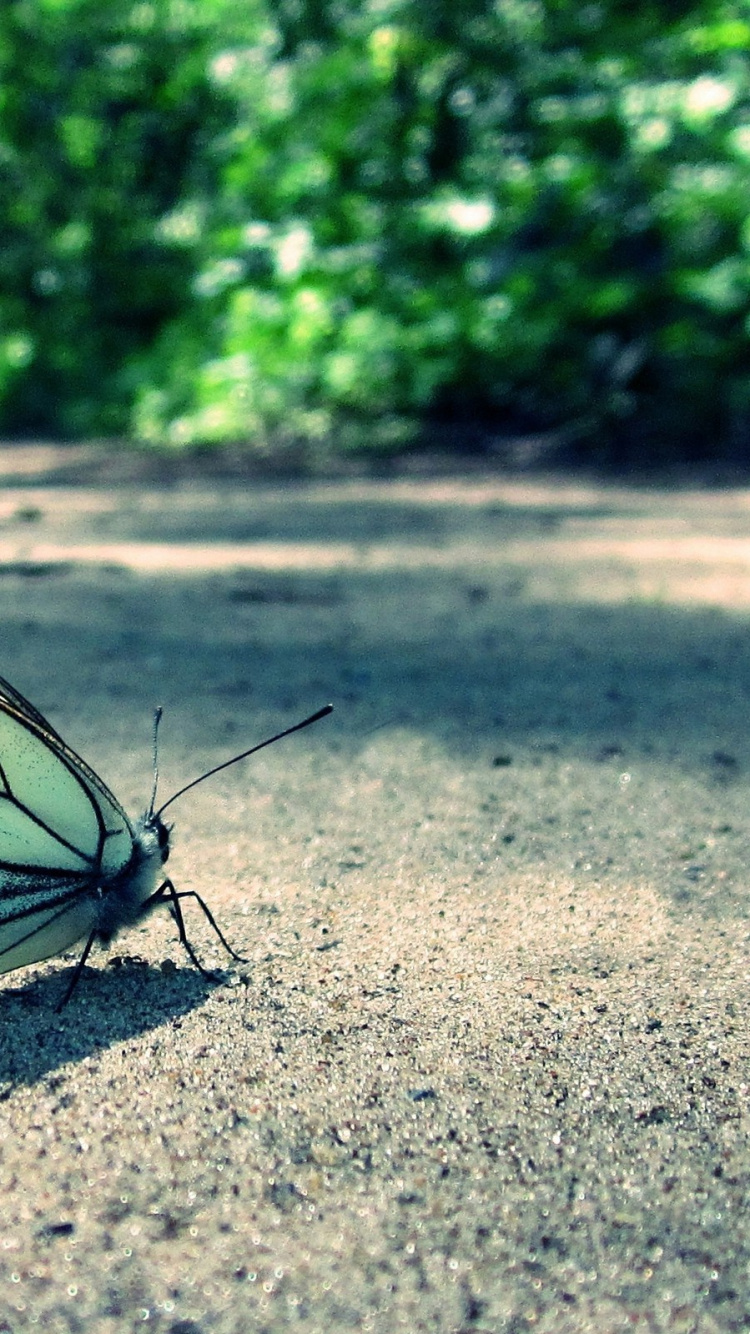 White and Black Butterfly on Ground During Daytime. Wallpaper in 750x1334 Resolution