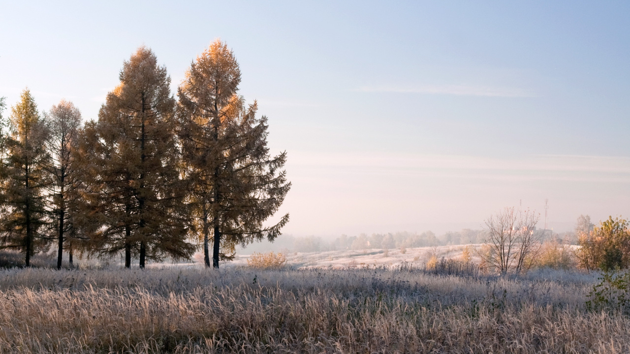 Arbres Bruns Sur Terrain D'herbe Brune Pendant la Journée. Wallpaper in 1280x720 Resolution