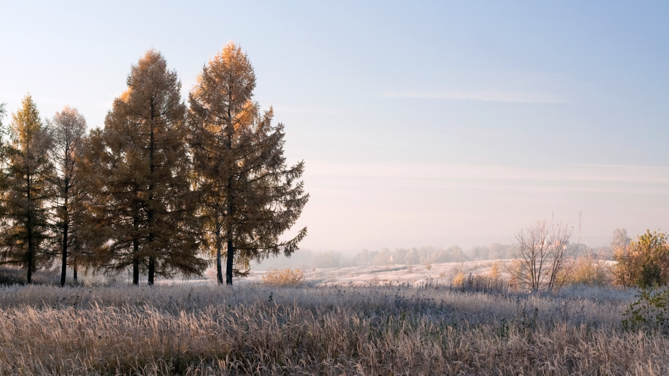 Arbres Bruns Sur Terrain D'herbe Brune Pendant la Journée. Wallpaper in 1366x768 Resolution