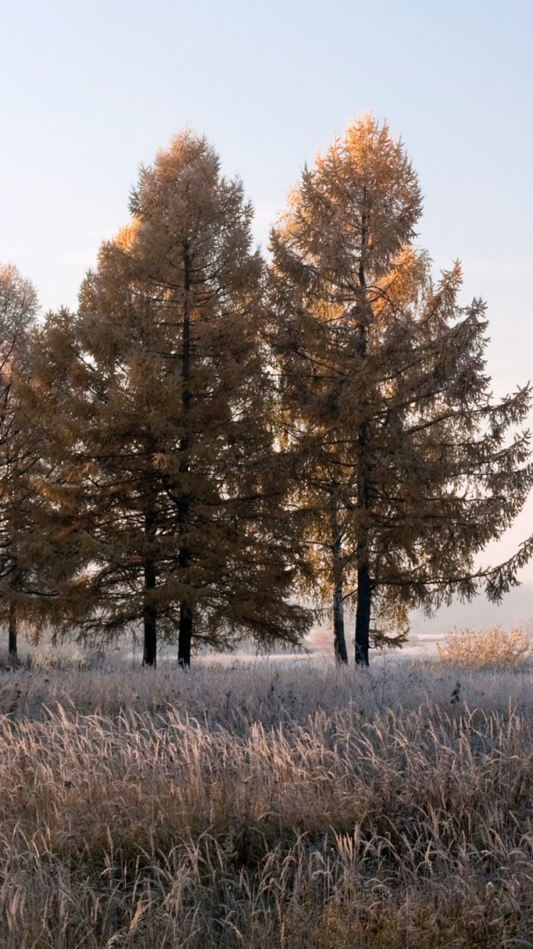 Brown Trees on Brown Grass Field During Daytime. Wallpaper in 750x1334 Resolution