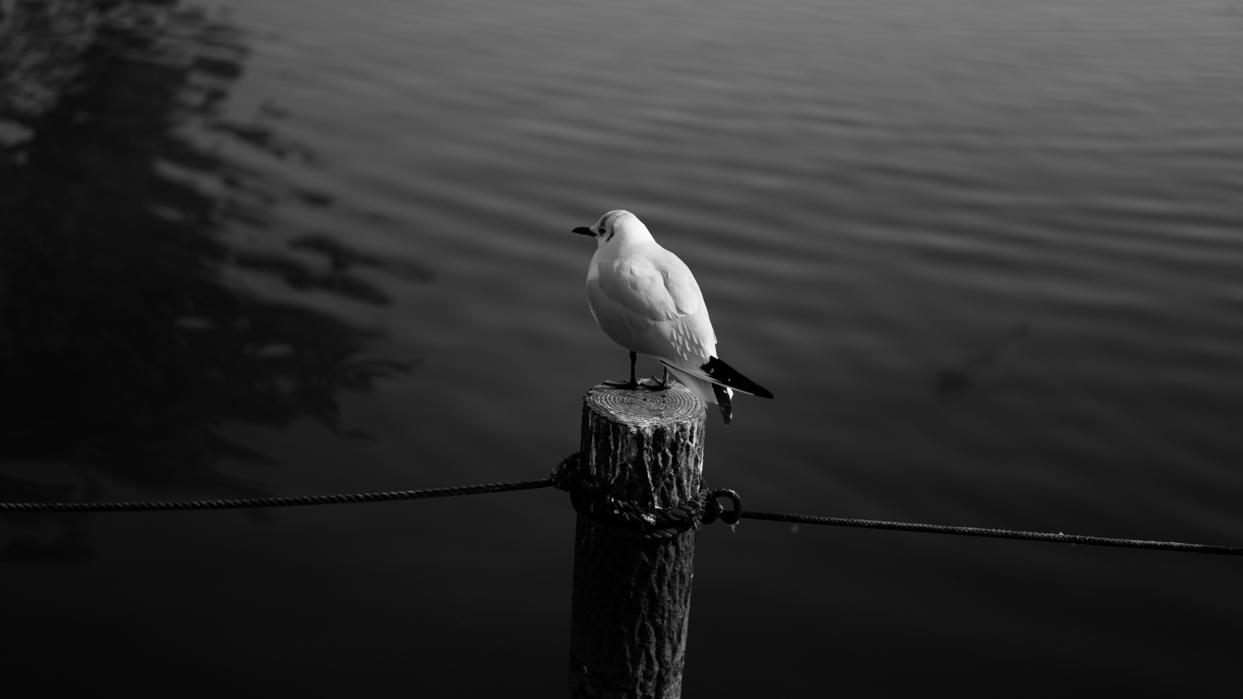 White Bird on Brown Wooden Post. Wallpaper in 2560x1440 Resolution