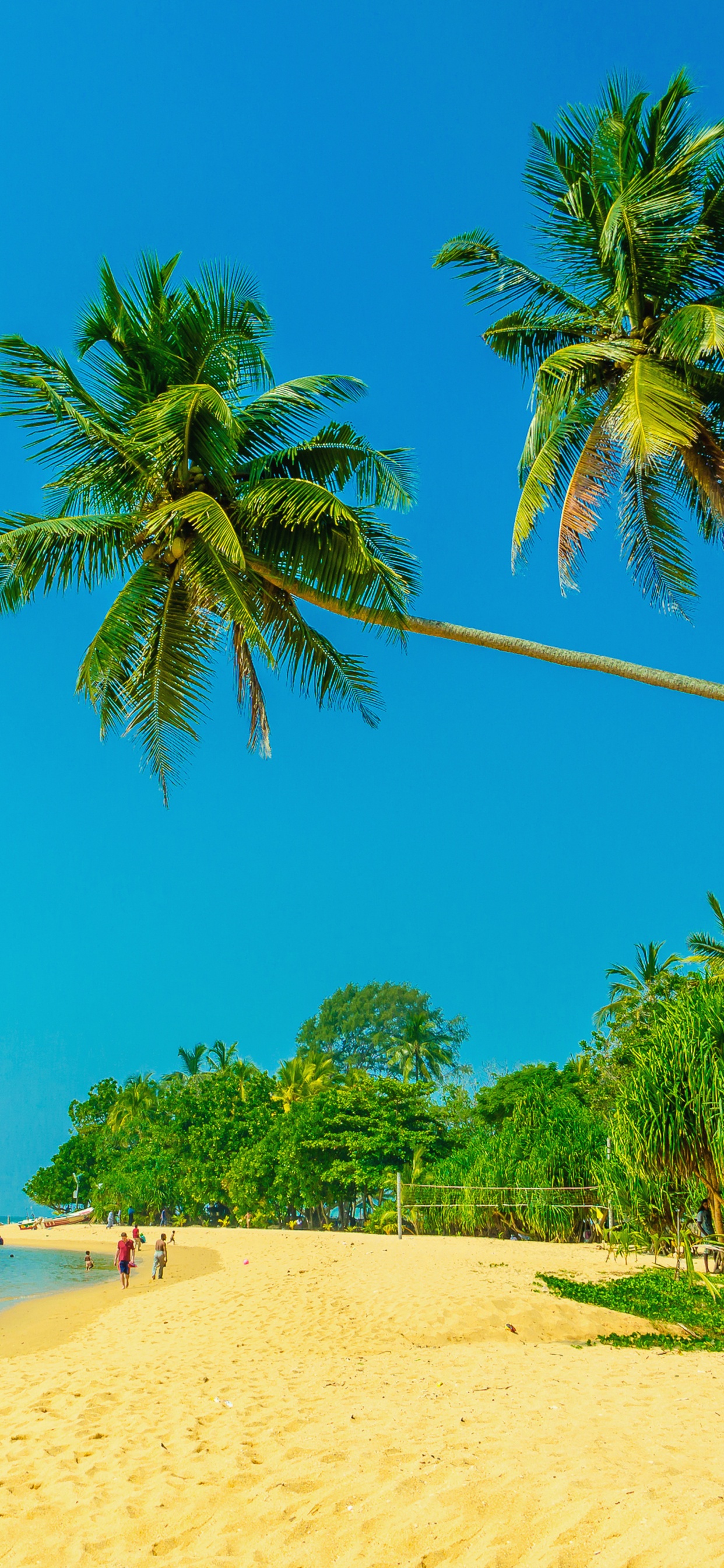 Palmera Verde en la Playa de Arena Blanca Durante el Día. Wallpaper in 1242x2688 Resolution