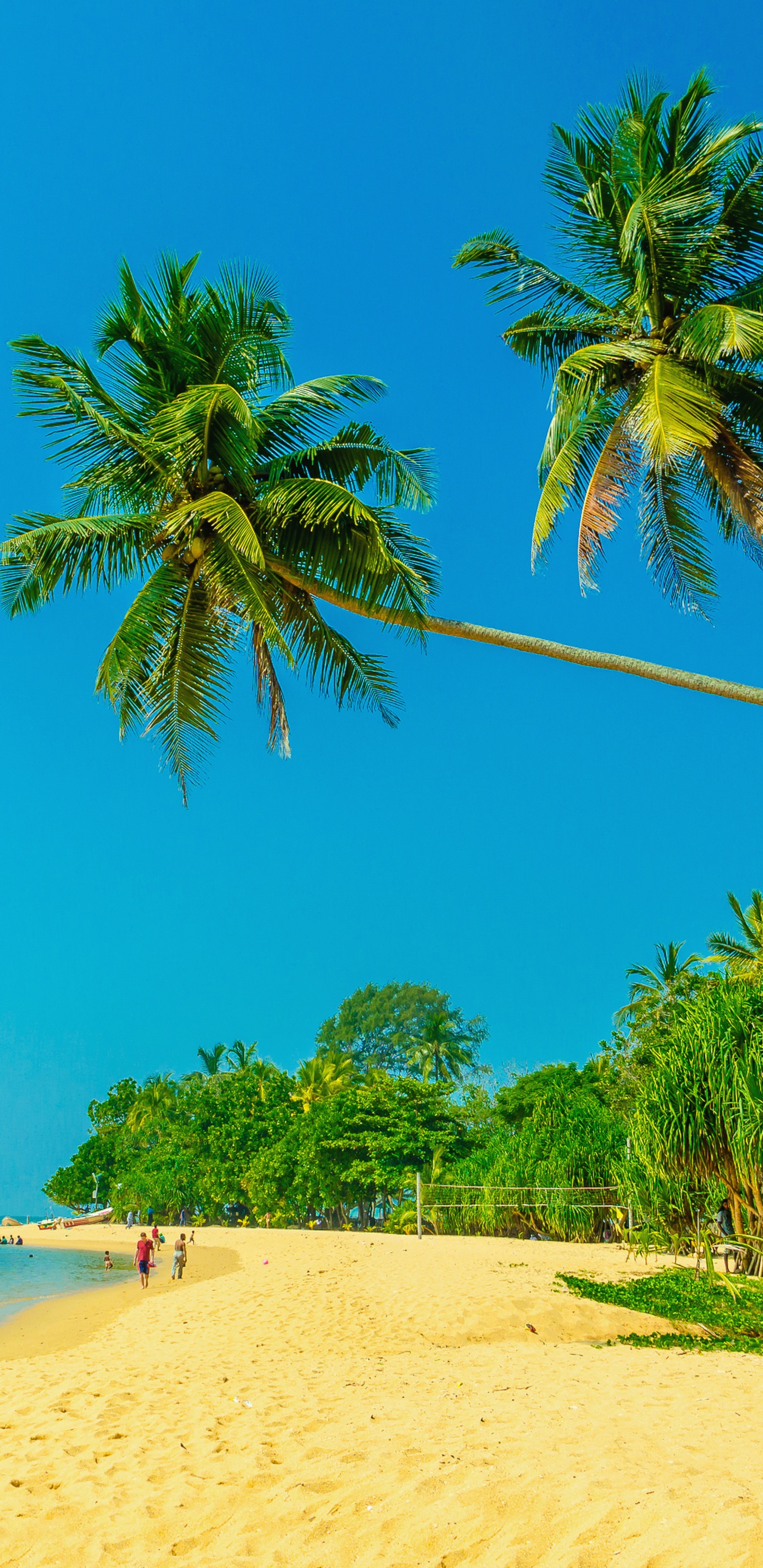 Palmera Verde en la Playa de Arena Blanca Durante el Día. Wallpaper in 1440x2960 Resolution