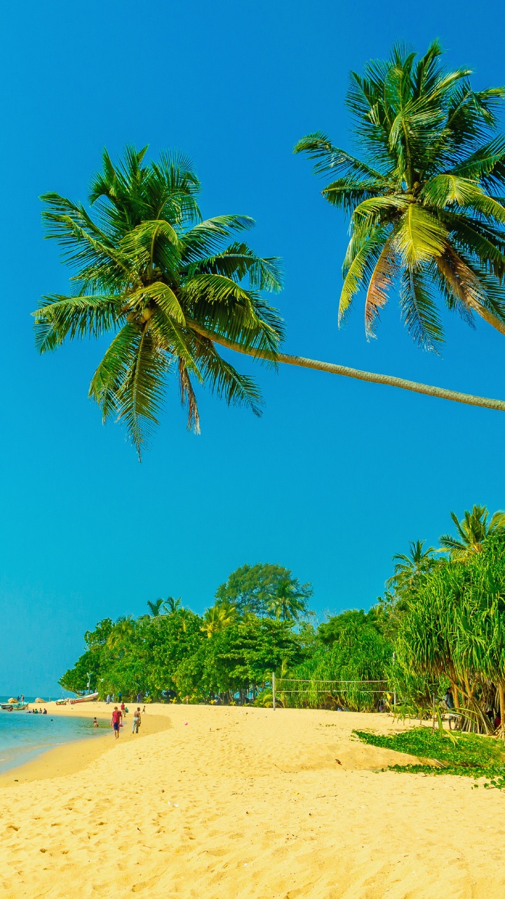 Palmera Verde en la Playa de Arena Blanca Durante el Día. Wallpaper in 720x1280 Resolution