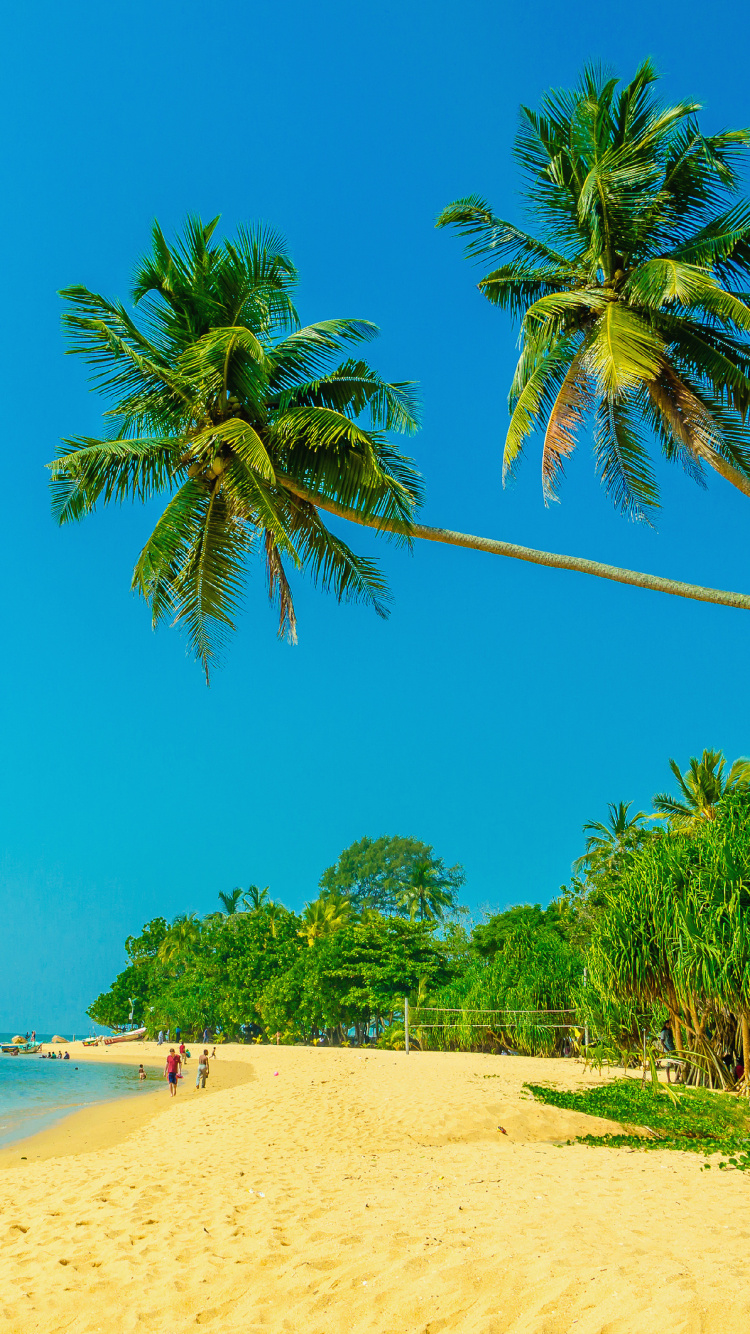 Palmera Verde en la Playa de Arena Blanca Durante el Día. Wallpaper in 750x1334 Resolution