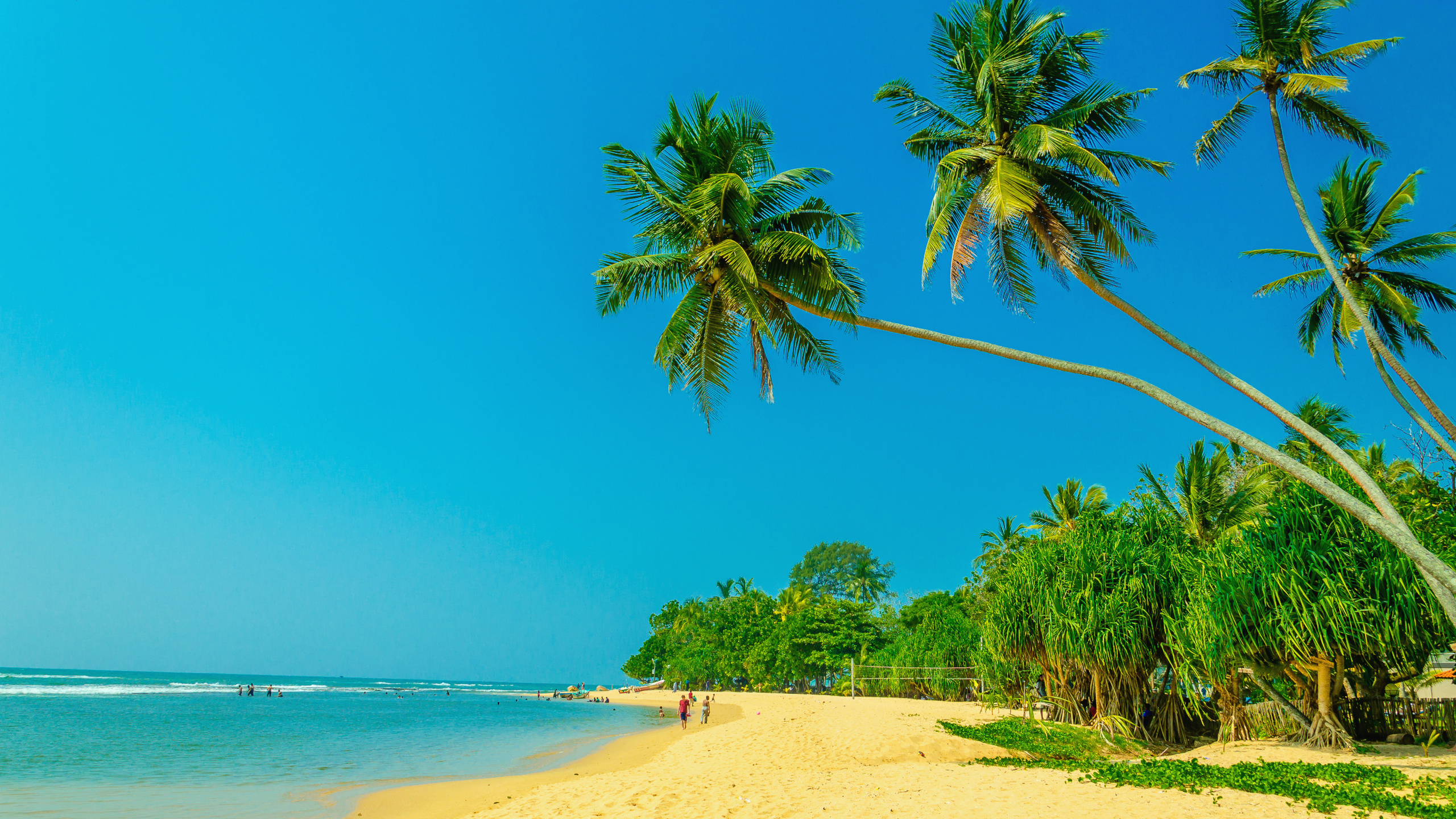 Green Palm Tree on White Sand Beach During Daytime. Wallpaper in 2560x1440 Resolution