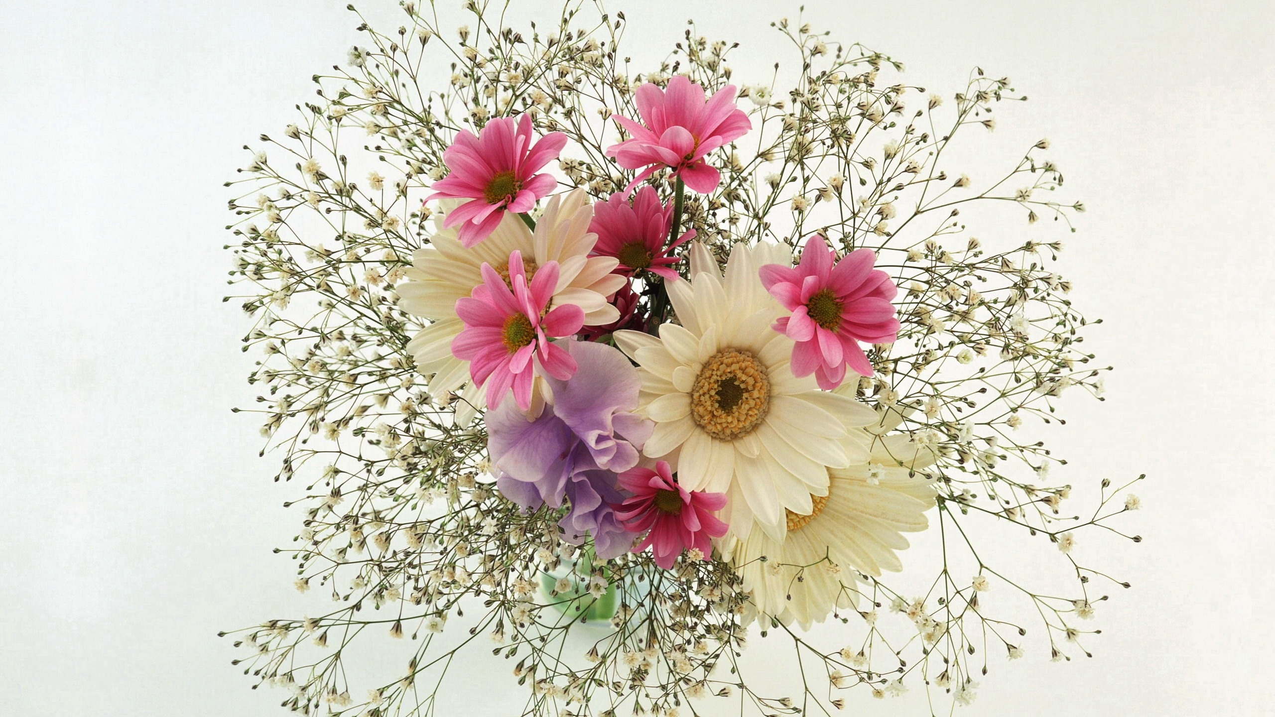 White and Purple Flowers on White Table. Wallpaper in 2560x1440 Resolution