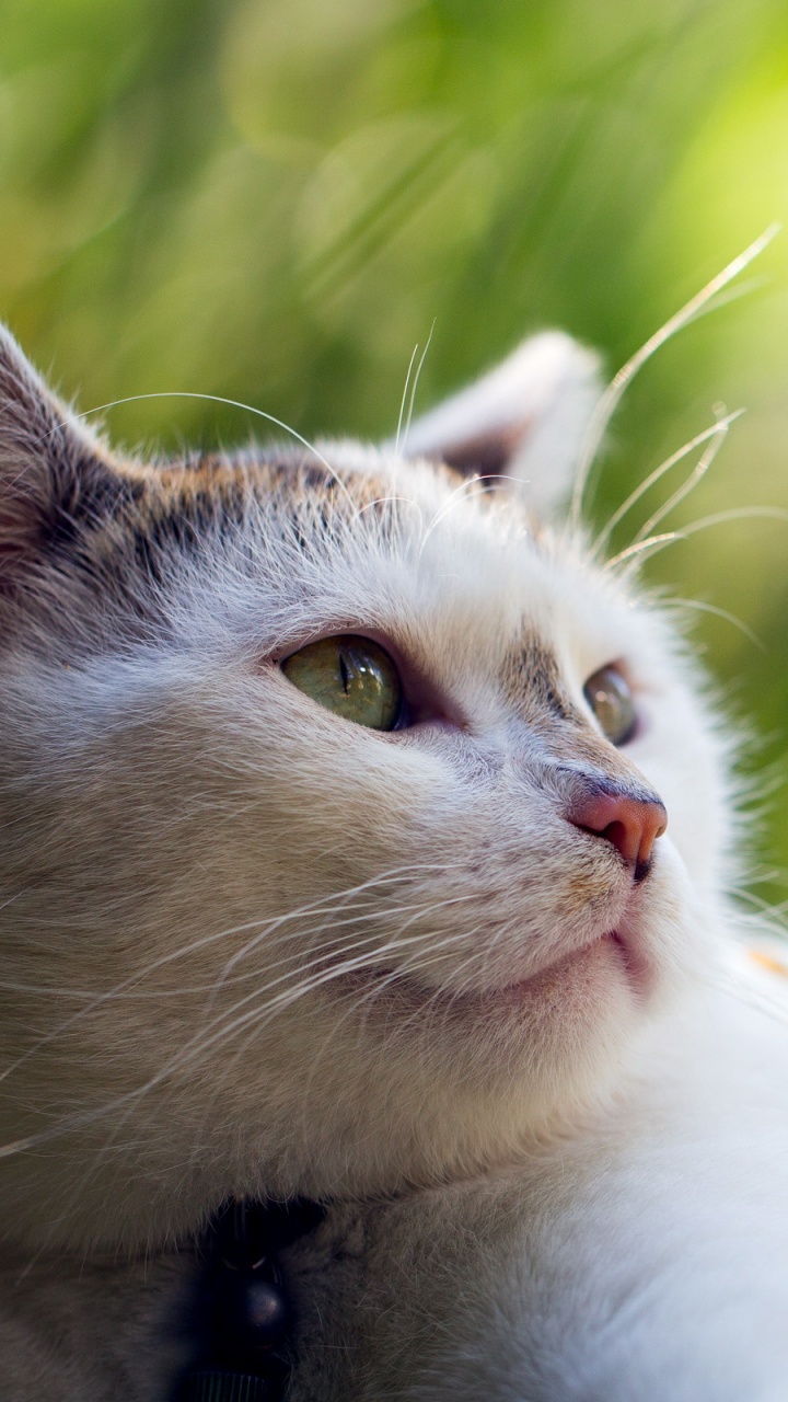White and Black Cat on Brown Tree Branch. Wallpaper in 720x1280 Resolution