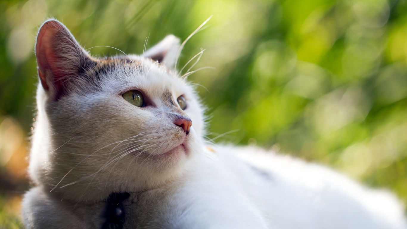 Weiße Und Schwarze Katze Auf Braunem Ast. Wallpaper in 1366x768 Resolution