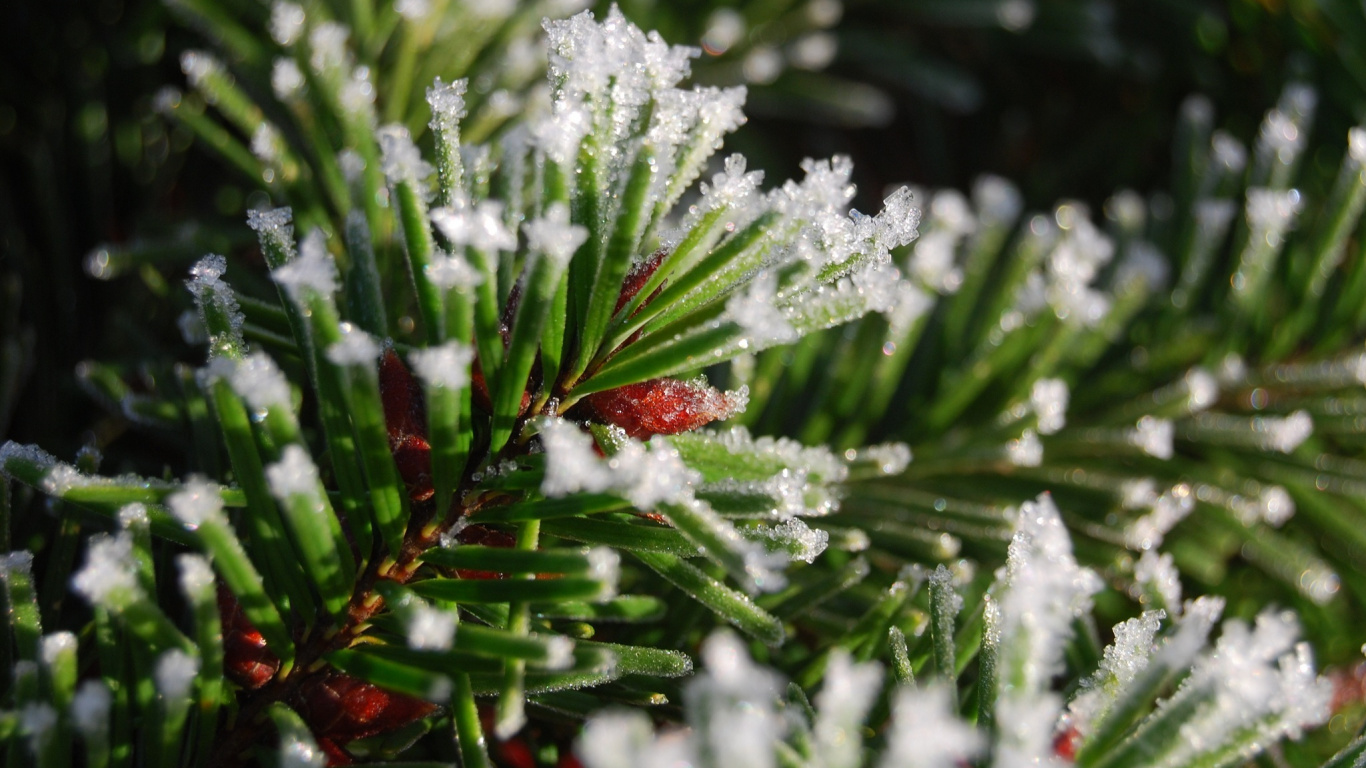Planta Verde Cubierta de Nieve. Wallpaper in 1366x768 Resolution