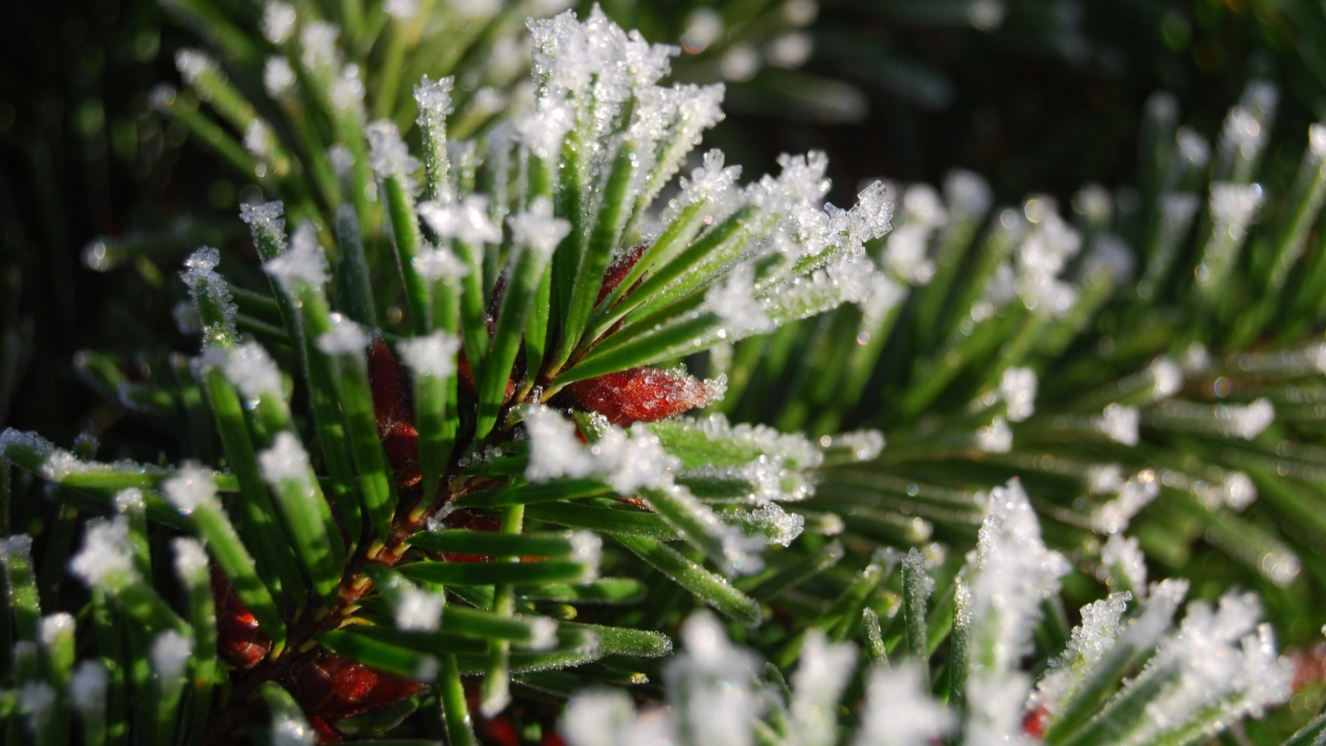 Green Plant Covered With Snow. Wallpaper in 1920x1080 Resolution