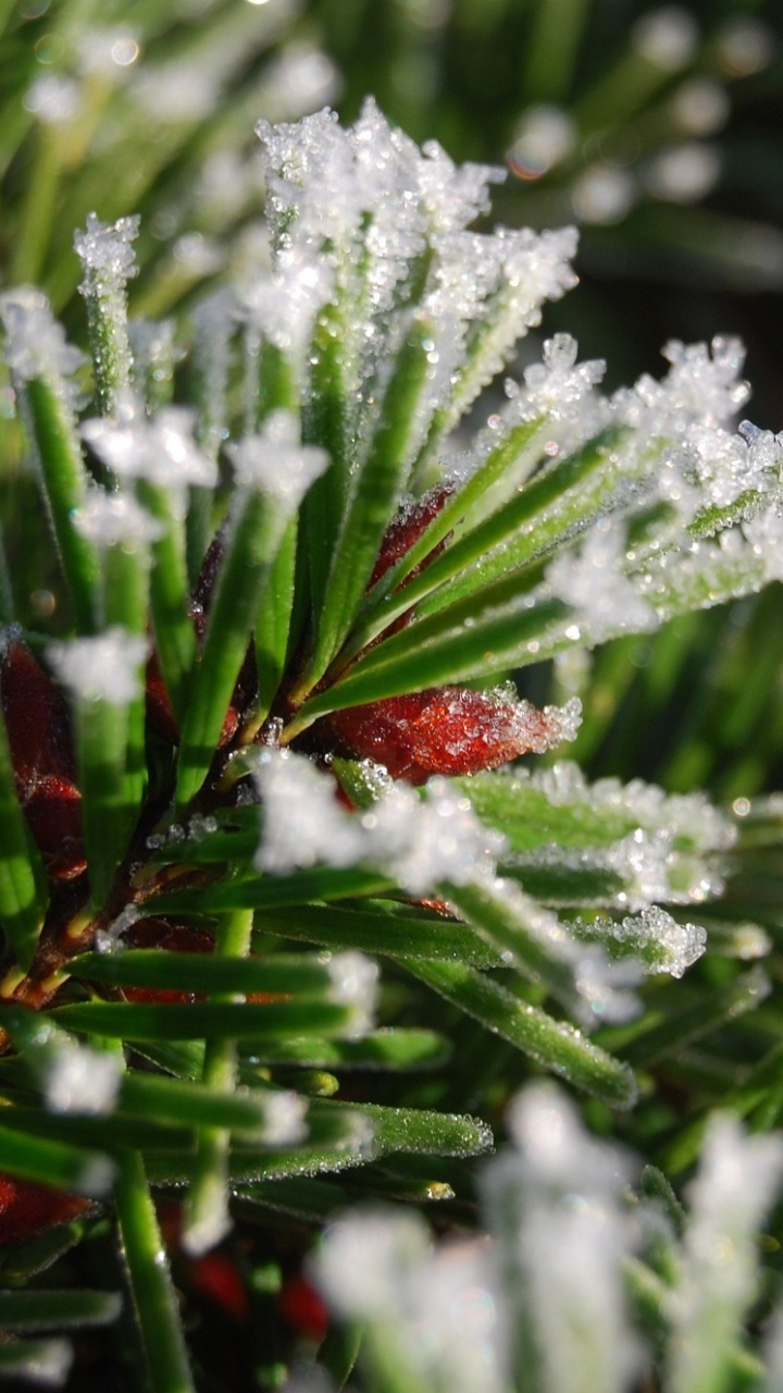 Green Plant Covered With Snow. Wallpaper in 720x1280 Resolution