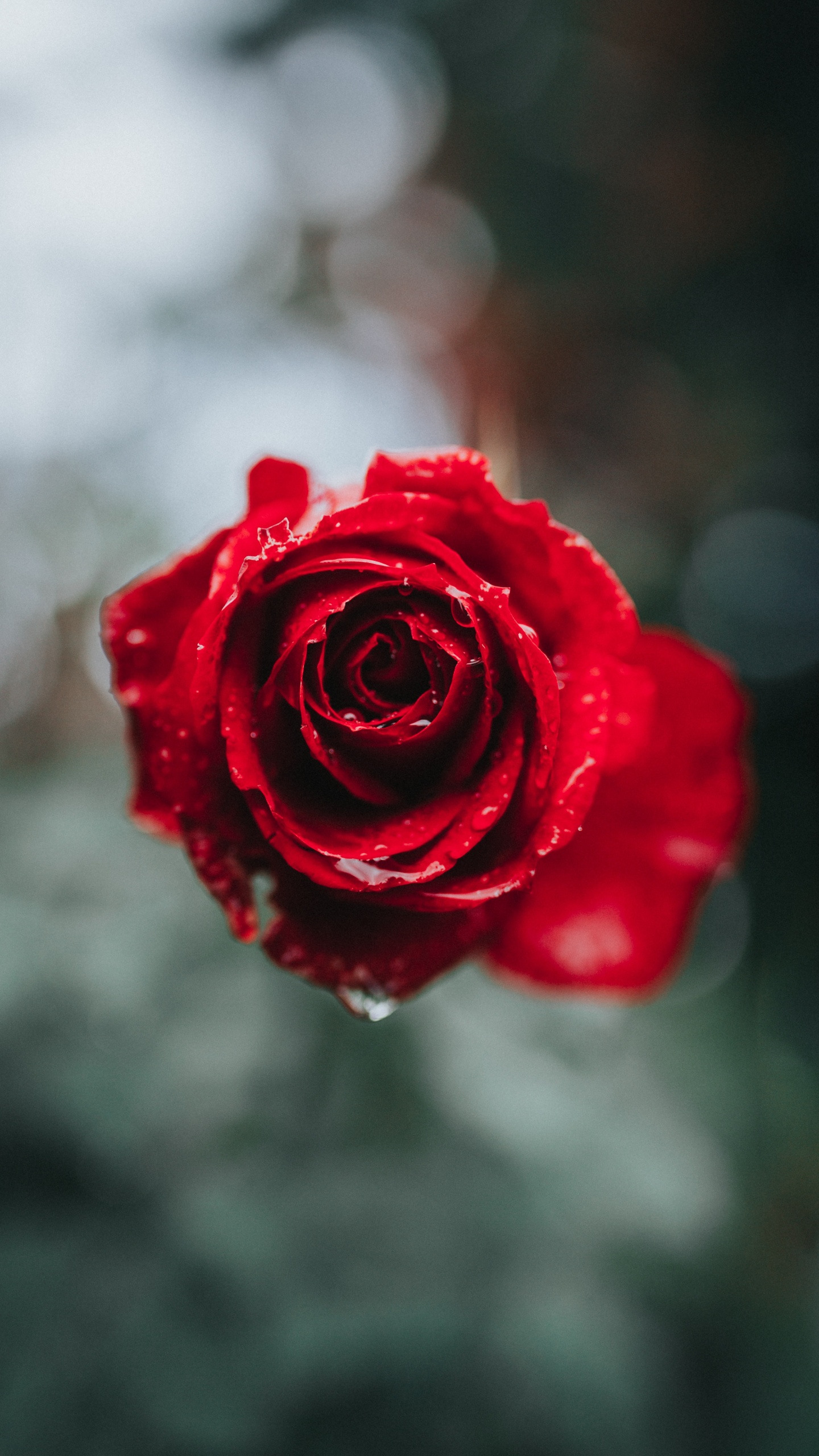 Rote Rose Blüht Tagsüber. Wallpaper in 1440x2560 Resolution