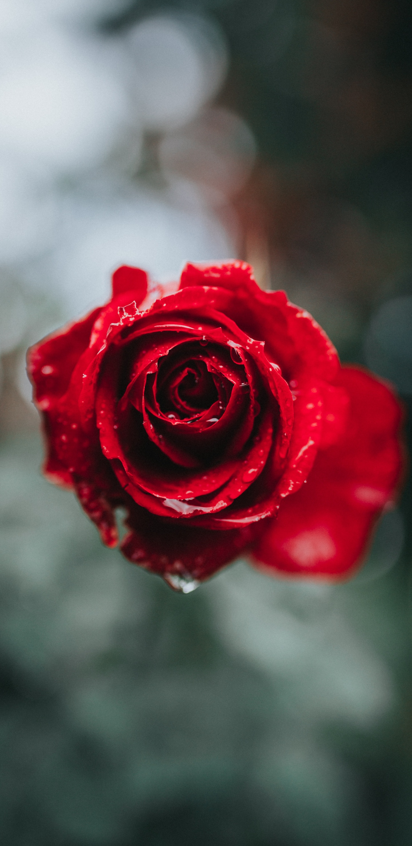 Red Rose in Bloom During Daytime. Wallpaper in 1440x2960 Resolution