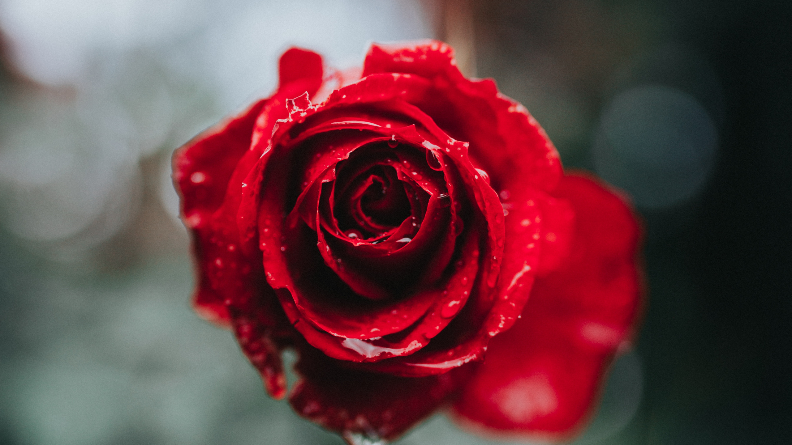 Rose Rouge en Fleurs Pendant la Journée. Wallpaper in 2560x1440 Resolution