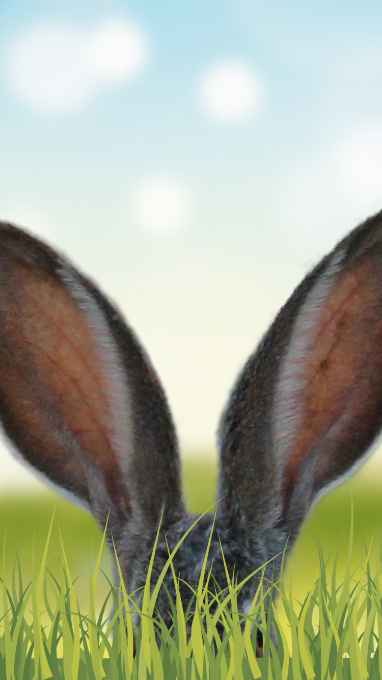 Lapin Gris Sur L'herbe Verte Pendant la Journée. Wallpaper in 750x1334 Resolution