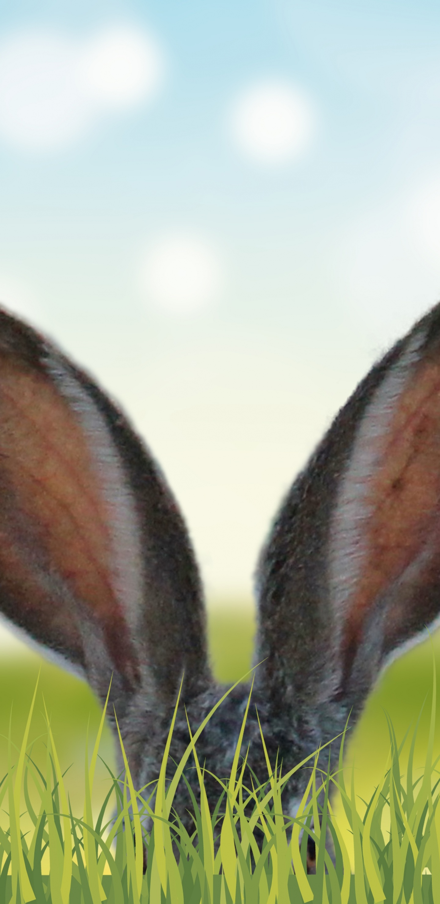 Gray Rabbit on Green Grass During Daytime. Wallpaper in 1440x2960 Resolution