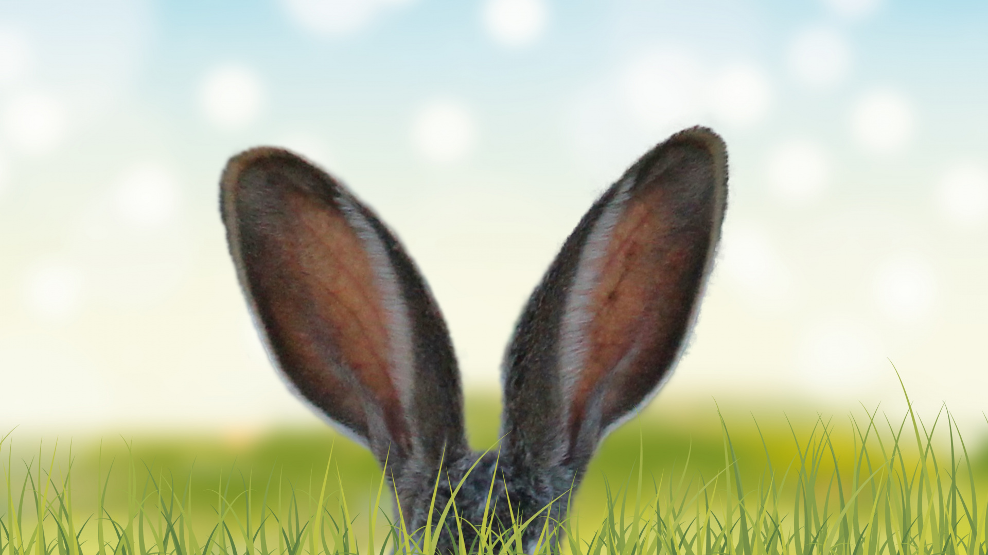 Gray Rabbit on Green Grass During Daytime. Wallpaper in 1920x1080 Resolution