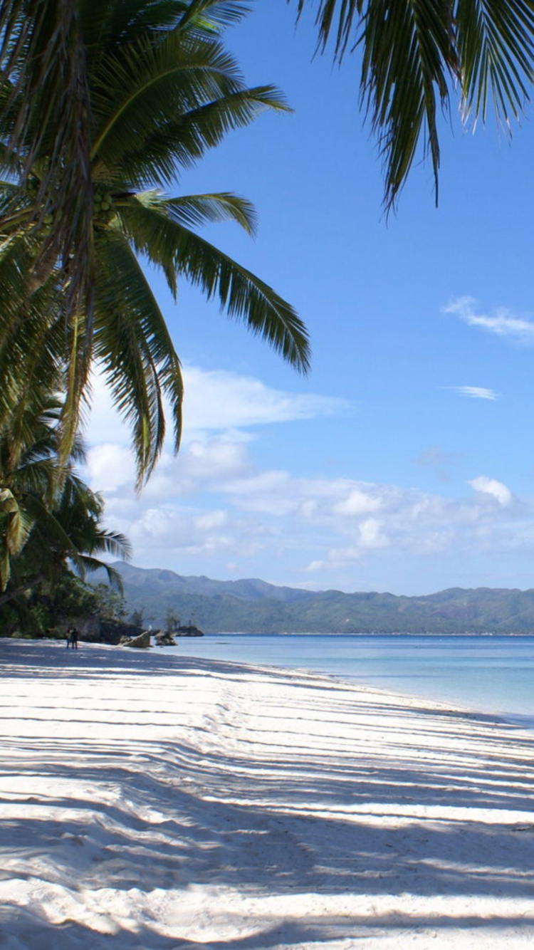 Green Palm Tree Near Sea During Daytime. Wallpaper in 750x1334 Resolution