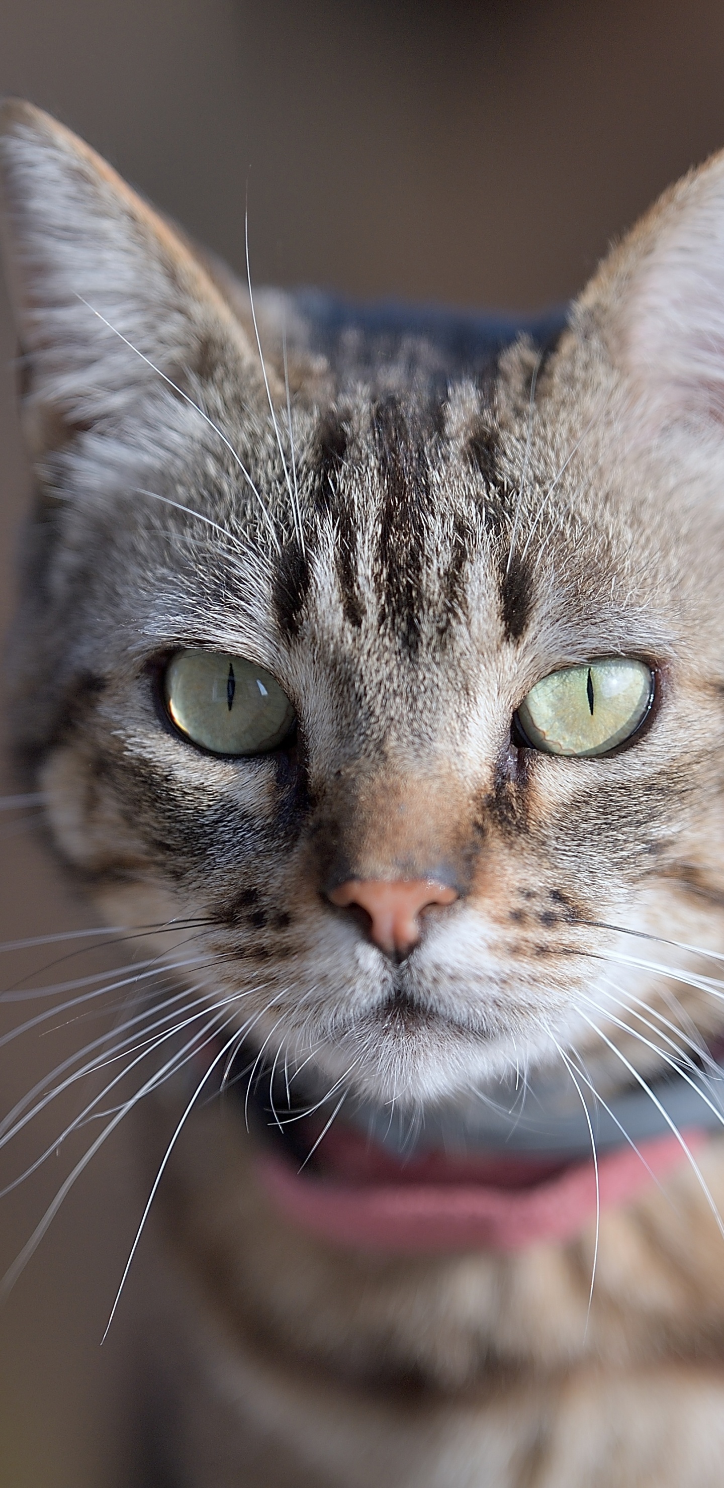 Backenbart, Dragon Li, Europäische Kurzhaar, American Shorthair, Aegean Cat. Wallpaper in 1440x2960 Resolution