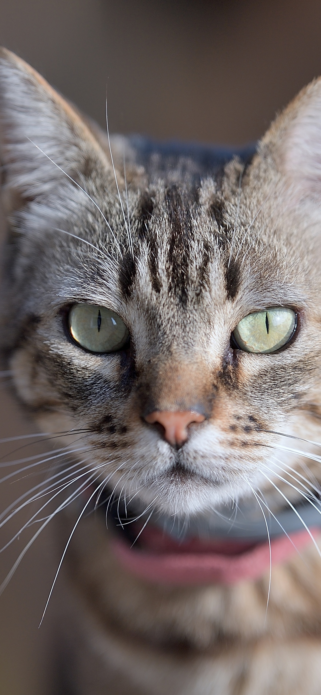 Whiskers, Dragon Li, European Shorthair, American Shorthair, Aegean Cat. Wallpaper in 1125x2436 Resolution