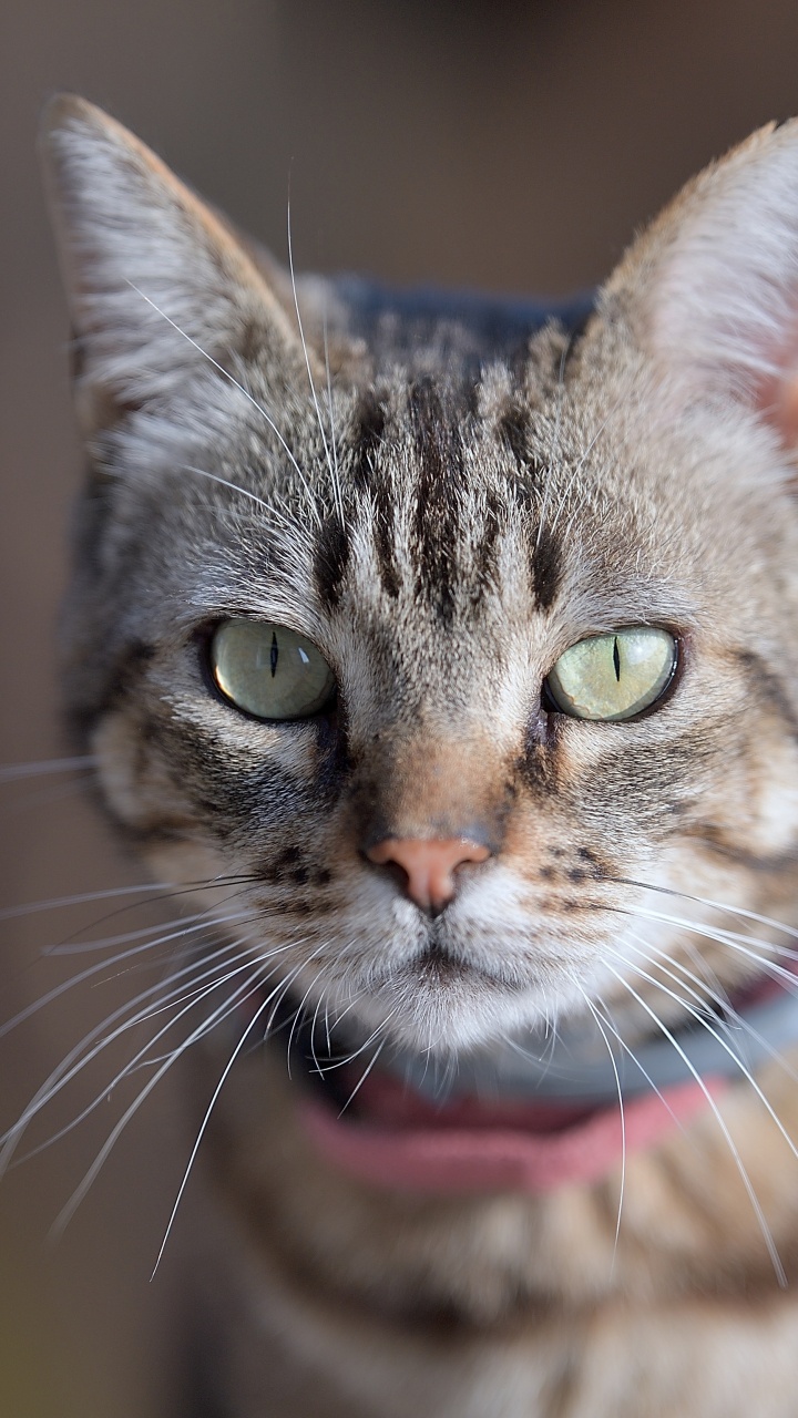 Whiskers, Dragon Li, European Shorthair, American Shorthair, Aegean Cat. Wallpaper in 720x1280 Resolution