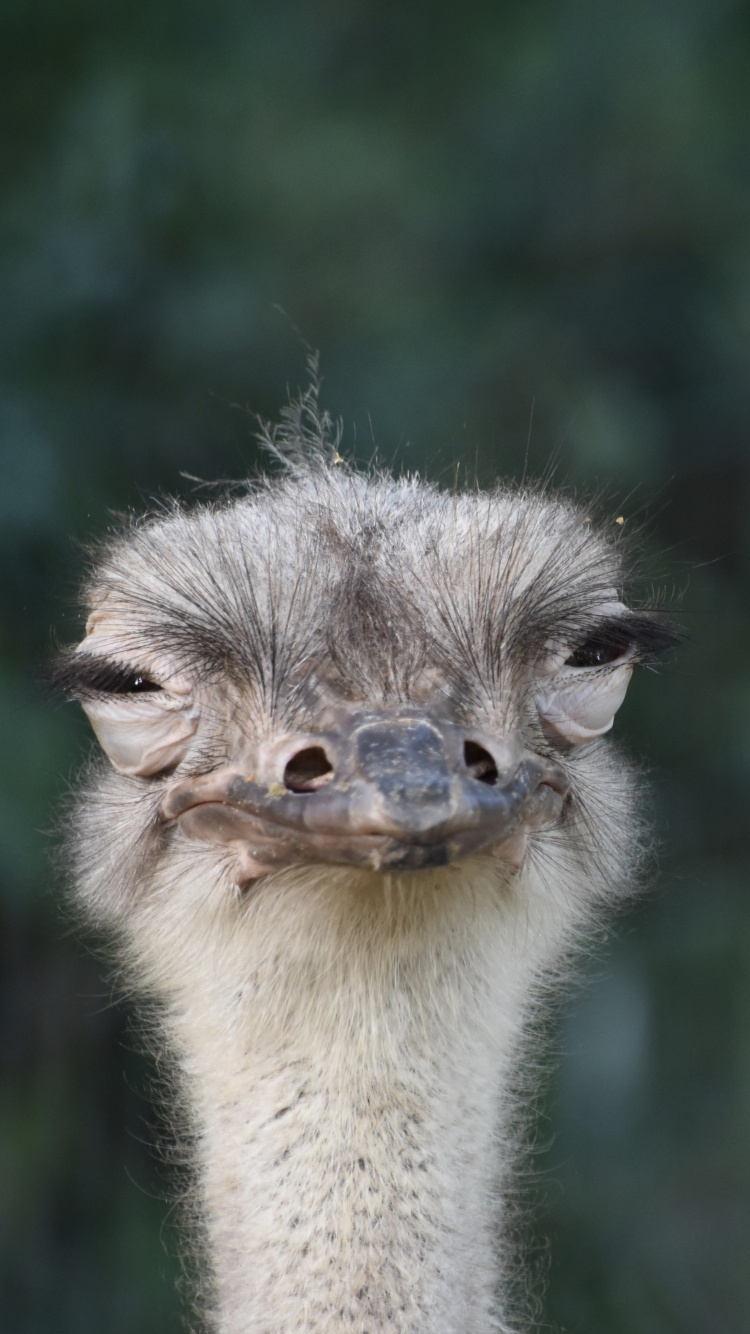 Cabeza de Avestruz Marrón y Gris. Wallpaper in 750x1334 Resolution