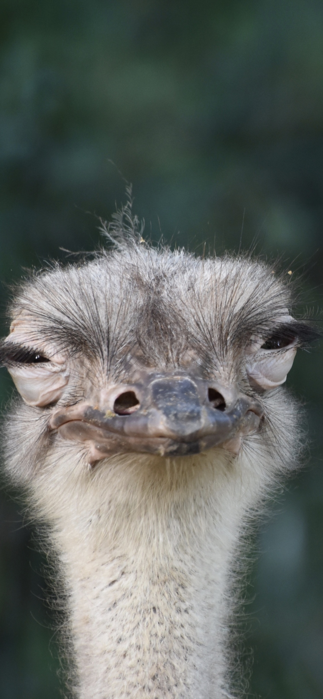 Brown and Gray Ostrich Head. Wallpaper in 1125x2436 Resolution