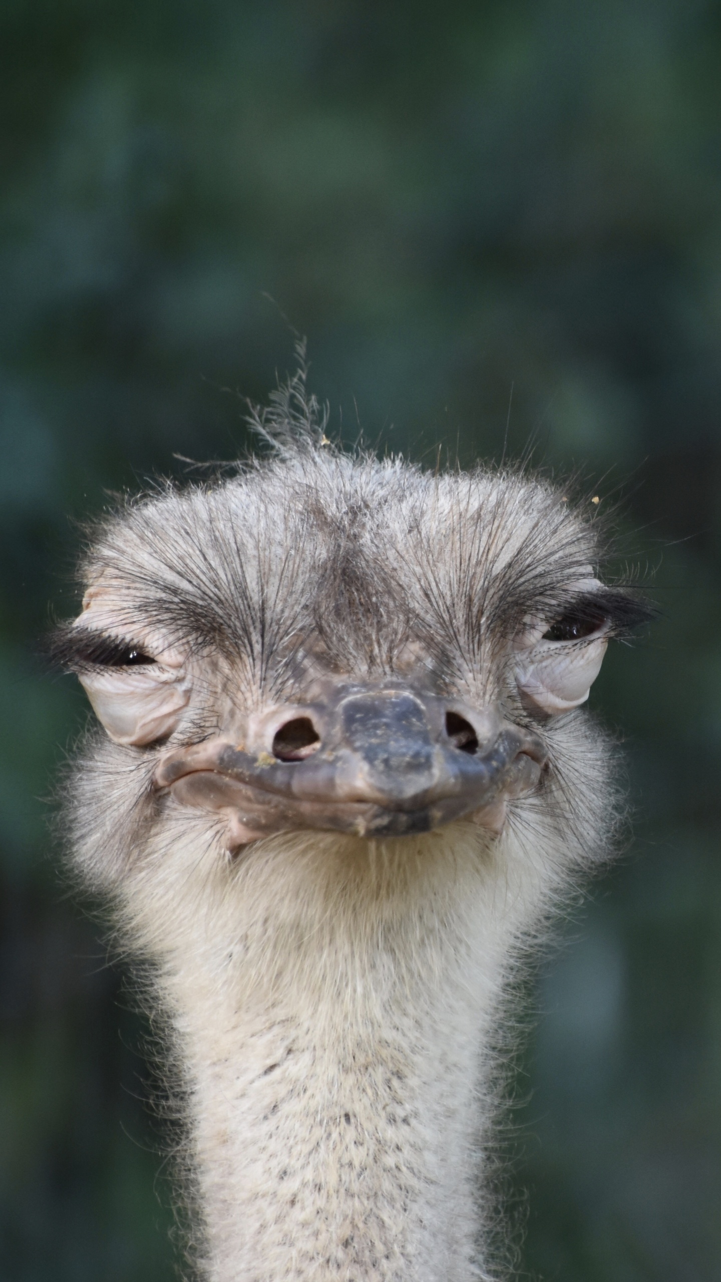 Brown and Gray Ostrich Head. Wallpaper in 1440x2560 Resolution