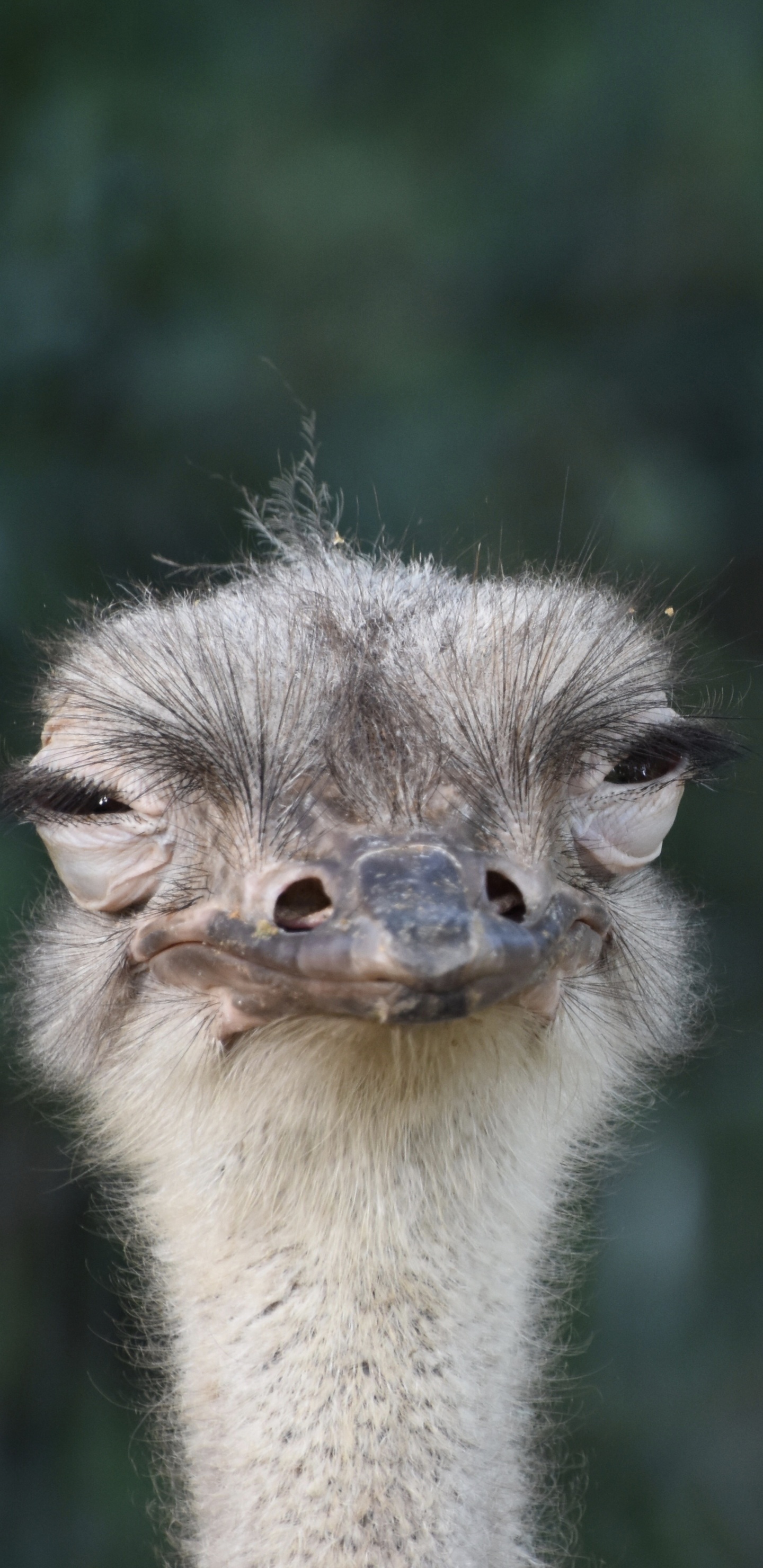 Brown and Gray Ostrich Head. Wallpaper in 1440x2960 Resolution