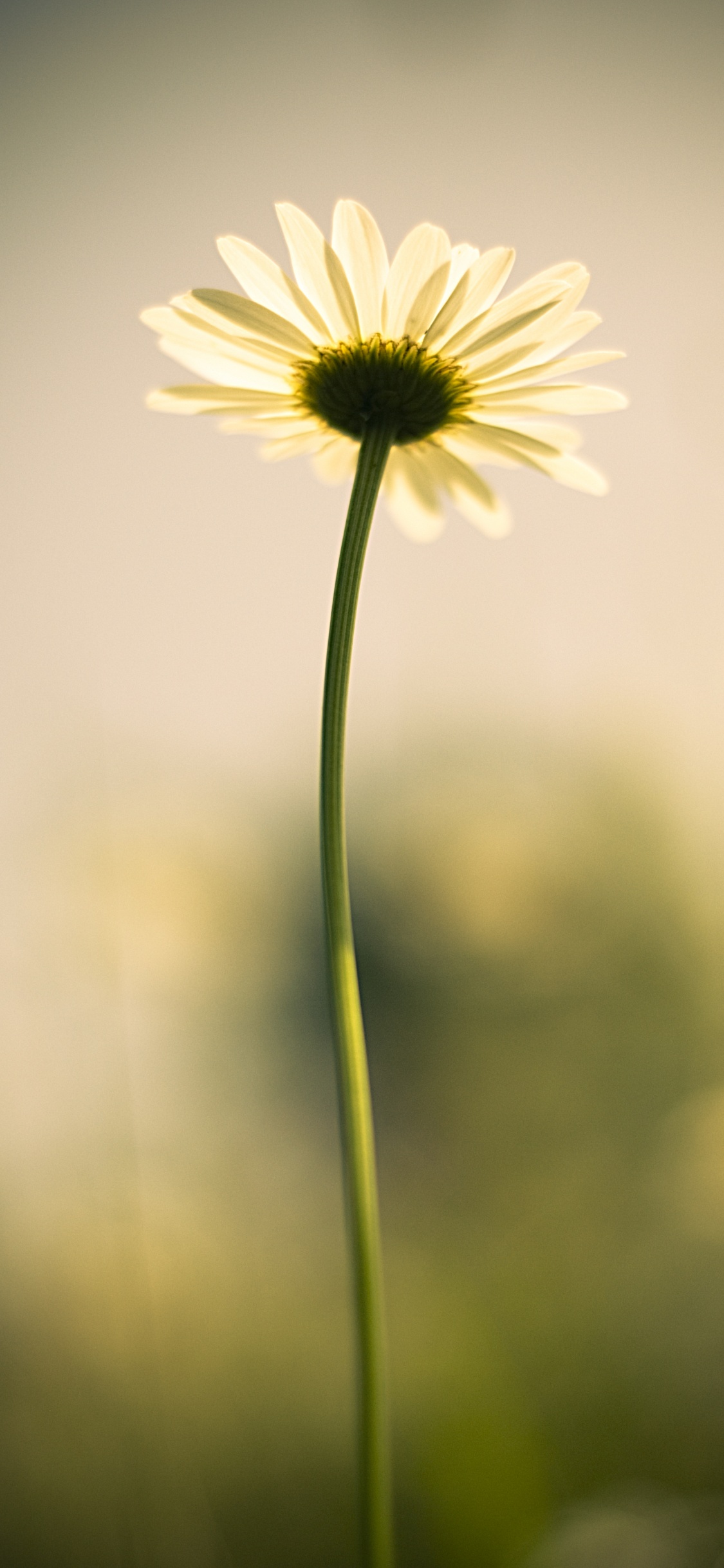 Weißes Und Gelbes Gänseblümchen in Voller Blüte. Wallpaper in 1125x2436 Resolution