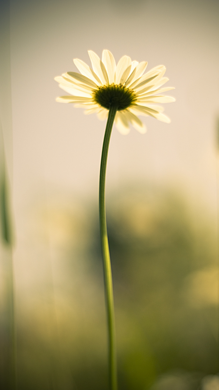 Weißes Und Gelbes Gänseblümchen in Voller Blüte. Wallpaper in 750x1334 Resolution