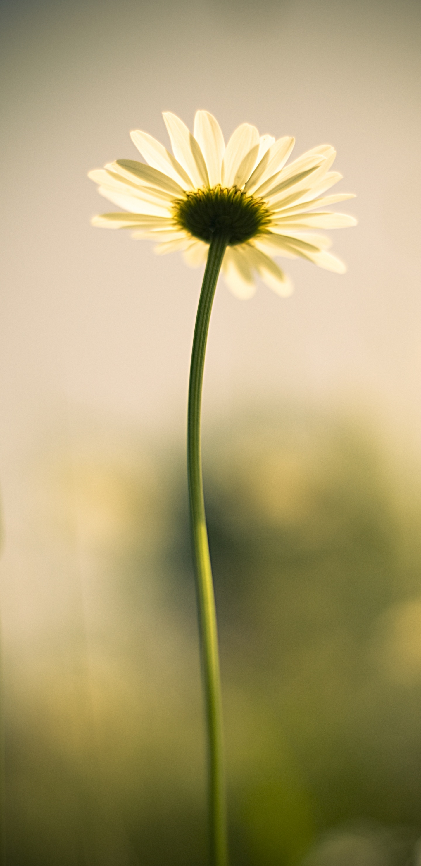 White and Yellow Daisy in Bloom. Wallpaper in 1440x2960 Resolution