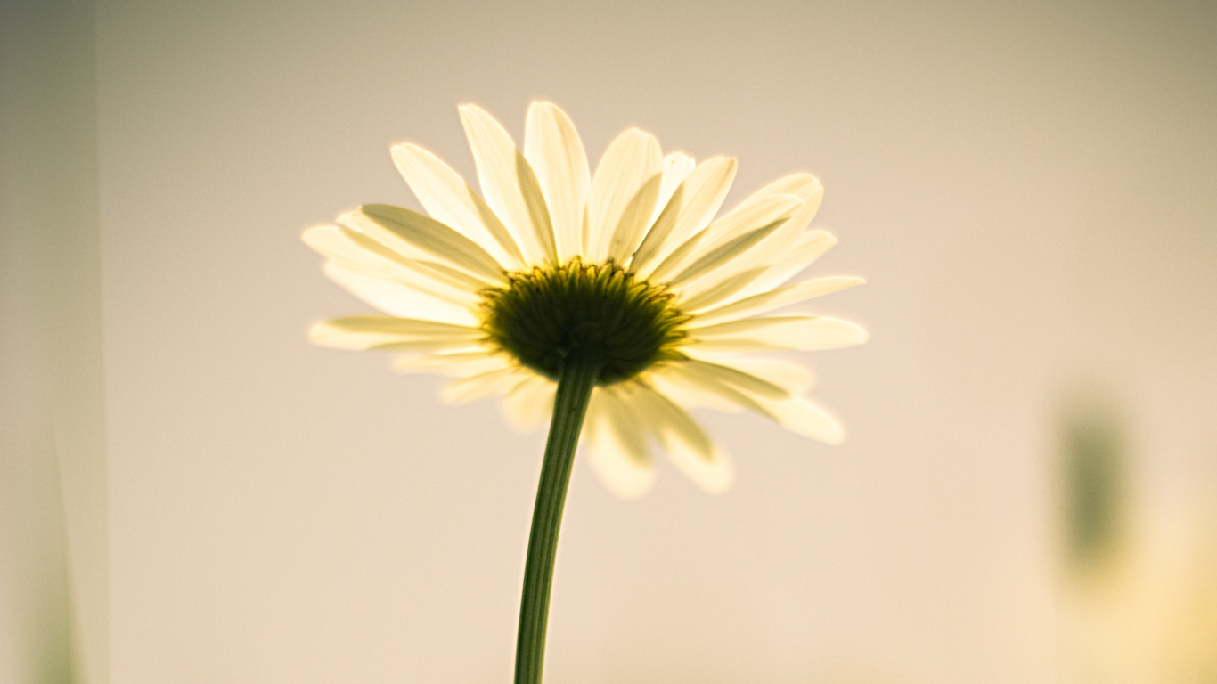 Marguerite Blanche et Jaune en Fleur. Wallpaper in 1366x768 Resolution