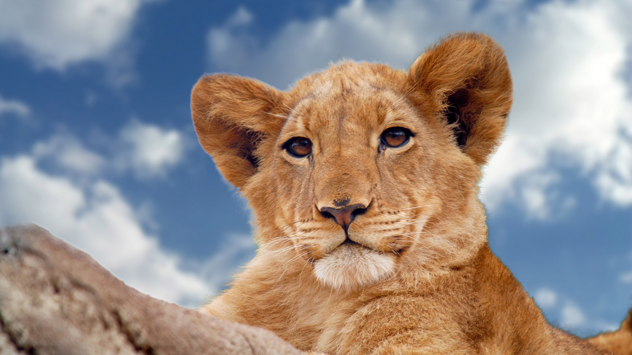 Lionne Brune Sur un Rocher Gris Sous un Ciel Nuageux Bleu et Blanc Pendant la Journée. Wallpaper in 1280x720 Resolution