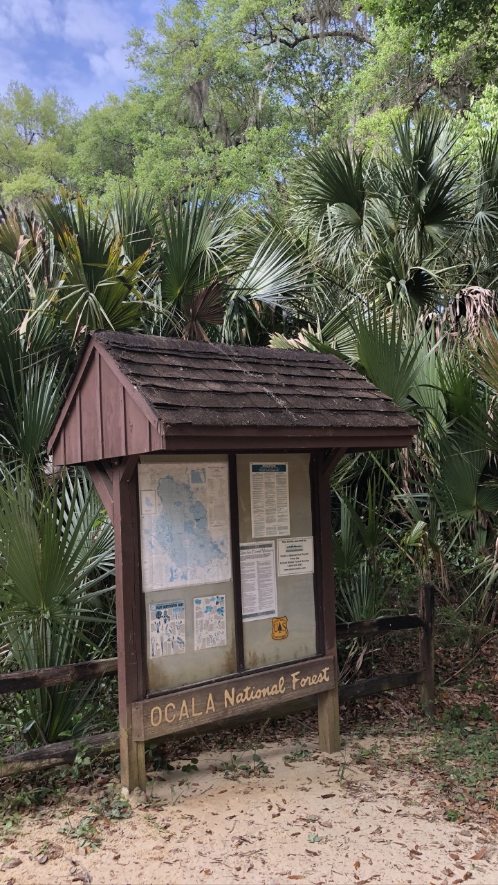 Palm Trees, Real Estate, Biology, Science, Woody Plant. Wallpaper in 720x1280 Resolution