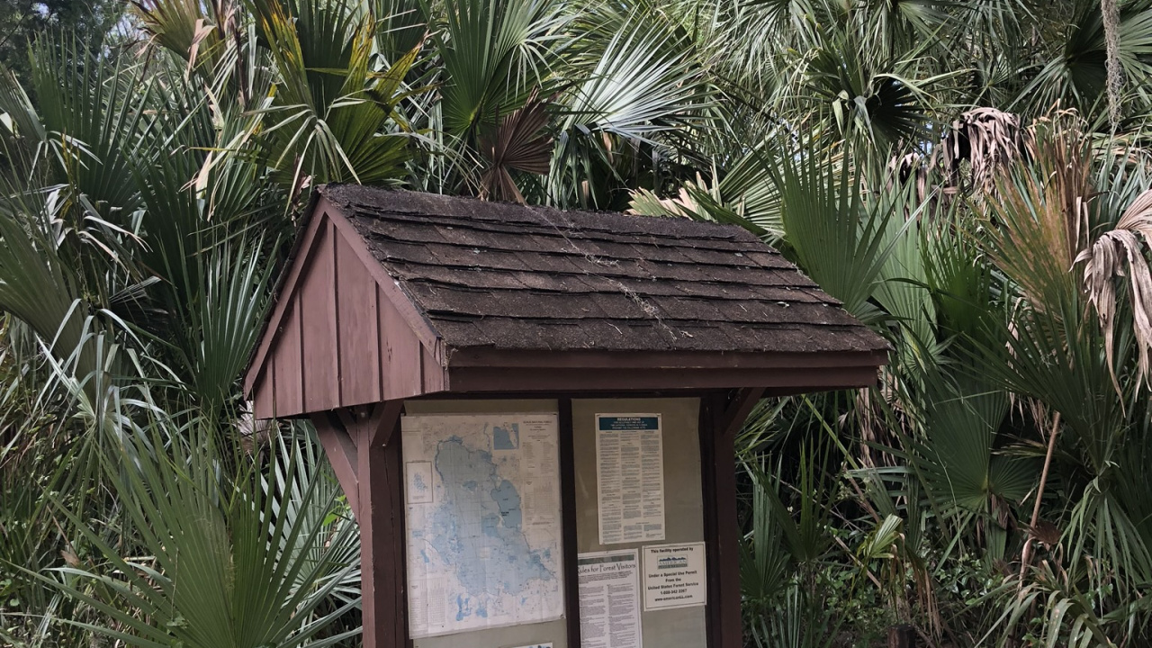 Palme, Immobilie, Biologie, Wissenschaft, Woody Pflanze. Wallpaper in 1280x720 Resolution