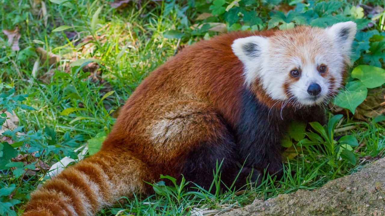 Brown and White Animal on Green Grass During Daytime. Wallpaper in 1280x720 Resolution