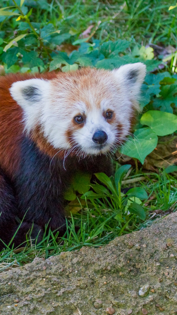 Brown and White Animal on Green Grass During Daytime. Wallpaper in 720x1280 Resolution
