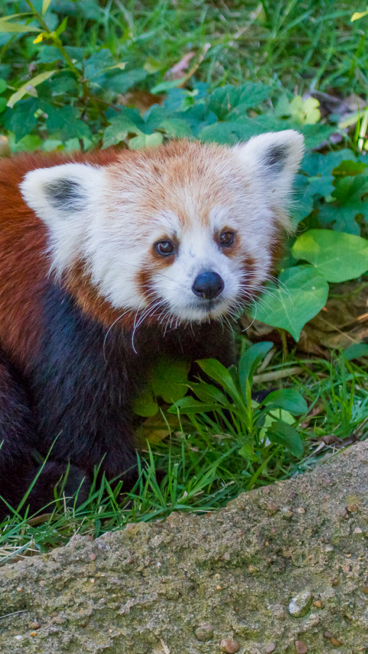 Brown and White Animal on Green Grass During Daytime. Wallpaper in 750x1334 Resolution