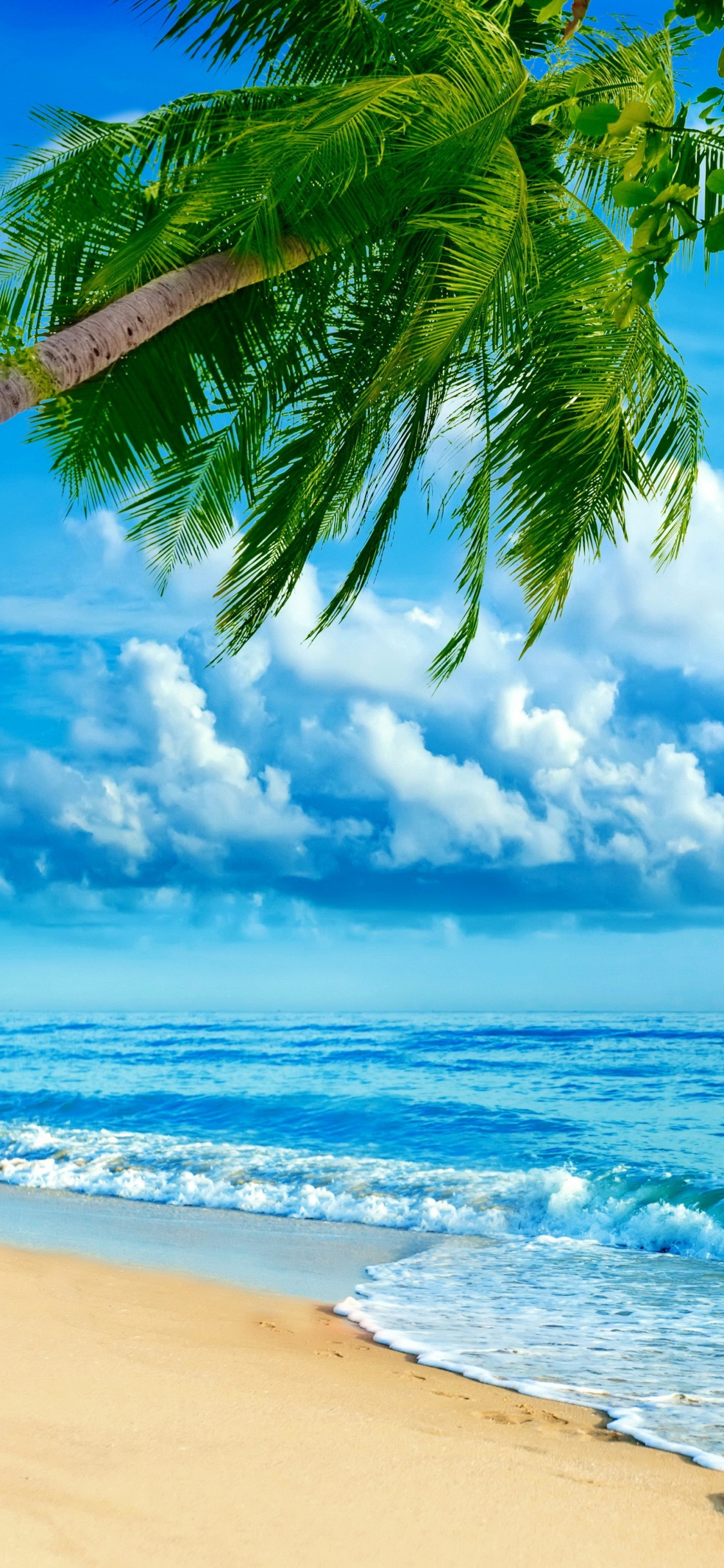 Palmera en la Orilla de la Playa Durante el Día. Wallpaper in 1125x2436 Resolution