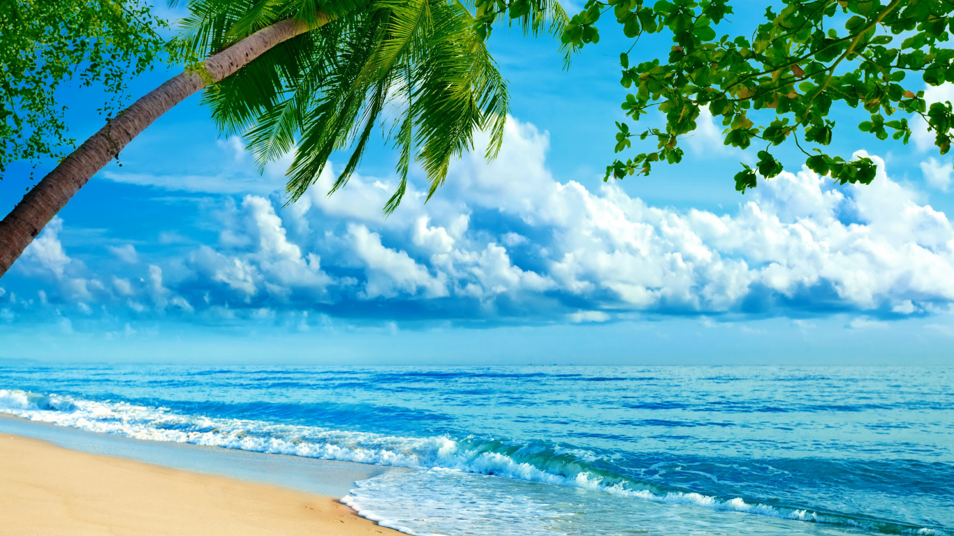 Palmera en la Orilla de la Playa Durante el Día. Wallpaper in 1366x768 Resolution