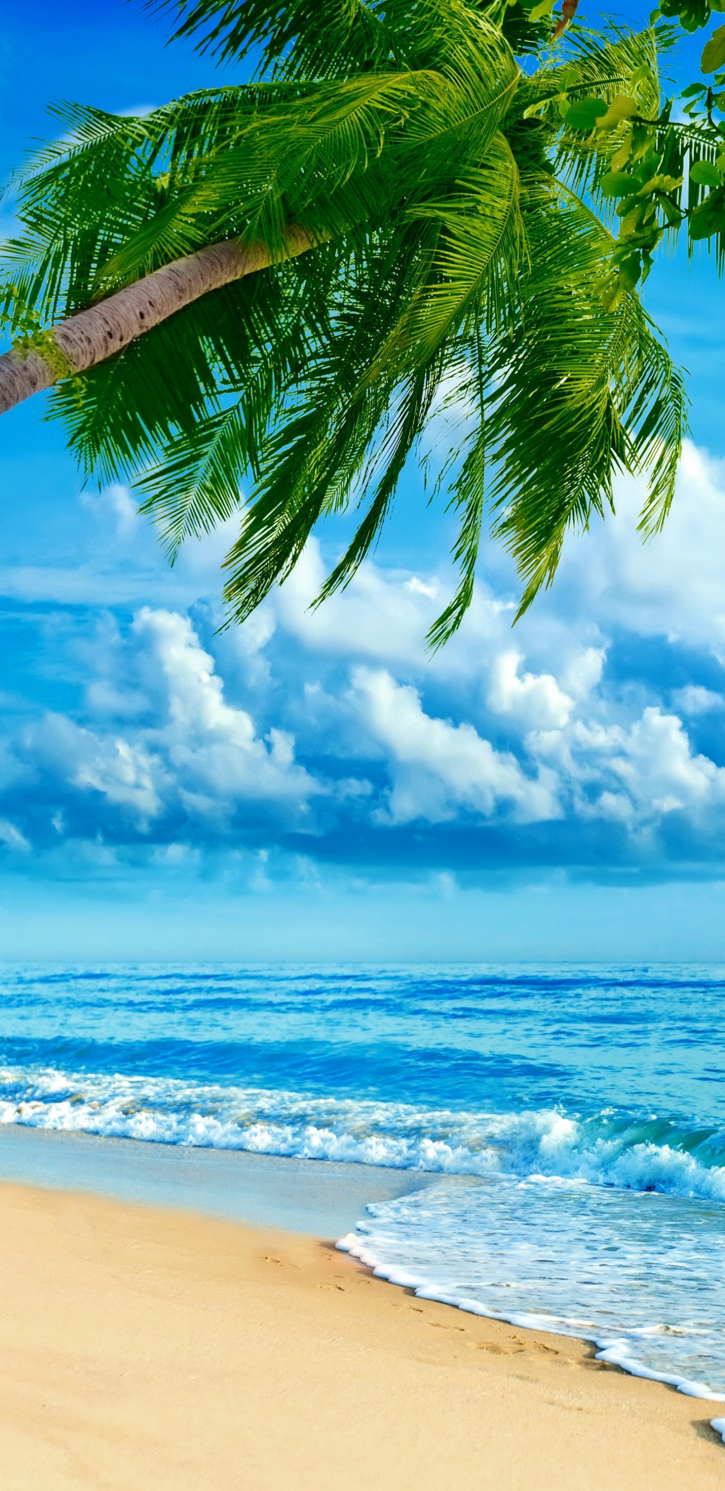 Palmera en la Orilla de la Playa Durante el Día. Wallpaper in 1440x2960 Resolution