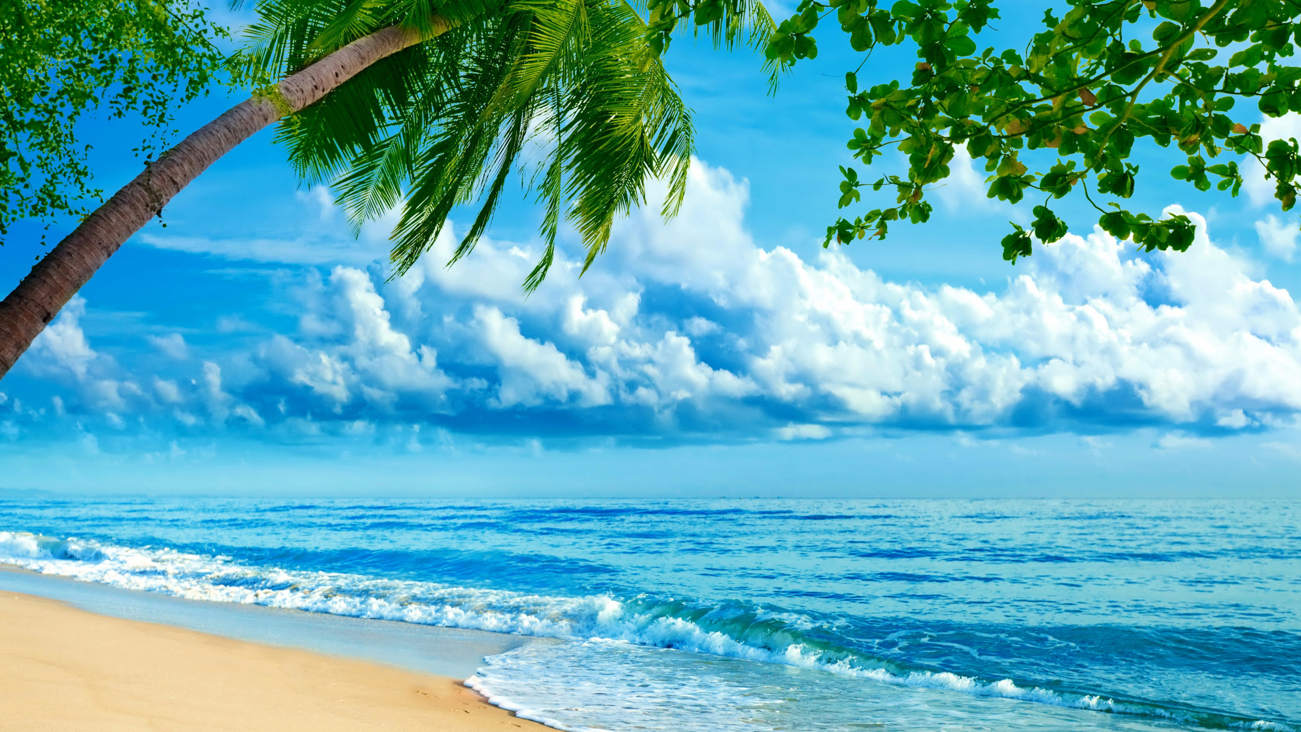 Palmera en la Orilla de la Playa Durante el Día. Wallpaper in 2560x1440 Resolution