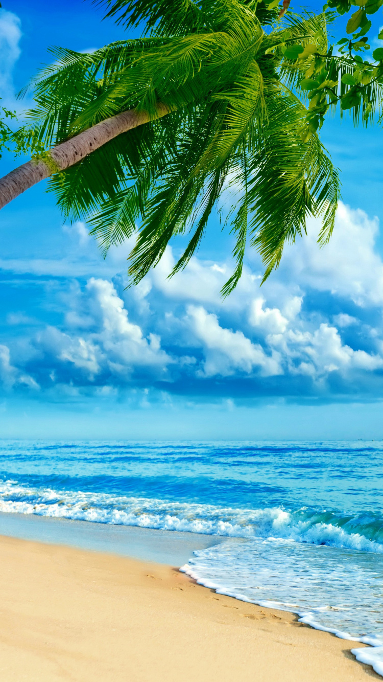 Palm Tree on Beach Shore During Daytime. Wallpaper in 750x1334 Resolution