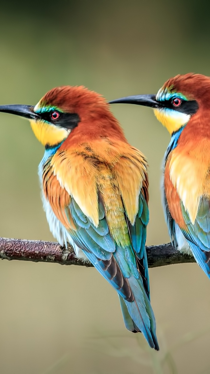 Orange Green and Blue Bird on Brown Tree Branch. Wallpaper in 720x1280 Resolution