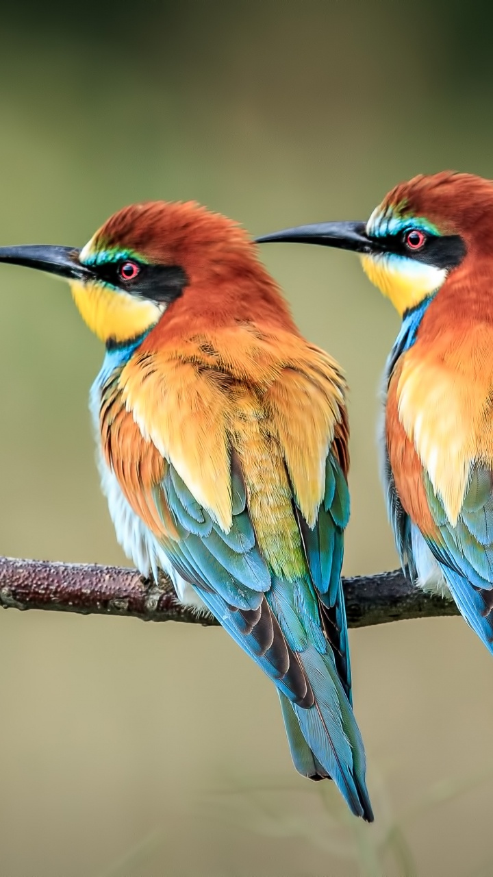 下载 720x1280 壁纸 鸟, 蜂鸟, Coraciiformes, 野生动物, 栖鸟 鸟, 蜂鸟, Coraciiformes, 野生动物, 栖鸟 壁纸 720x1280 允许