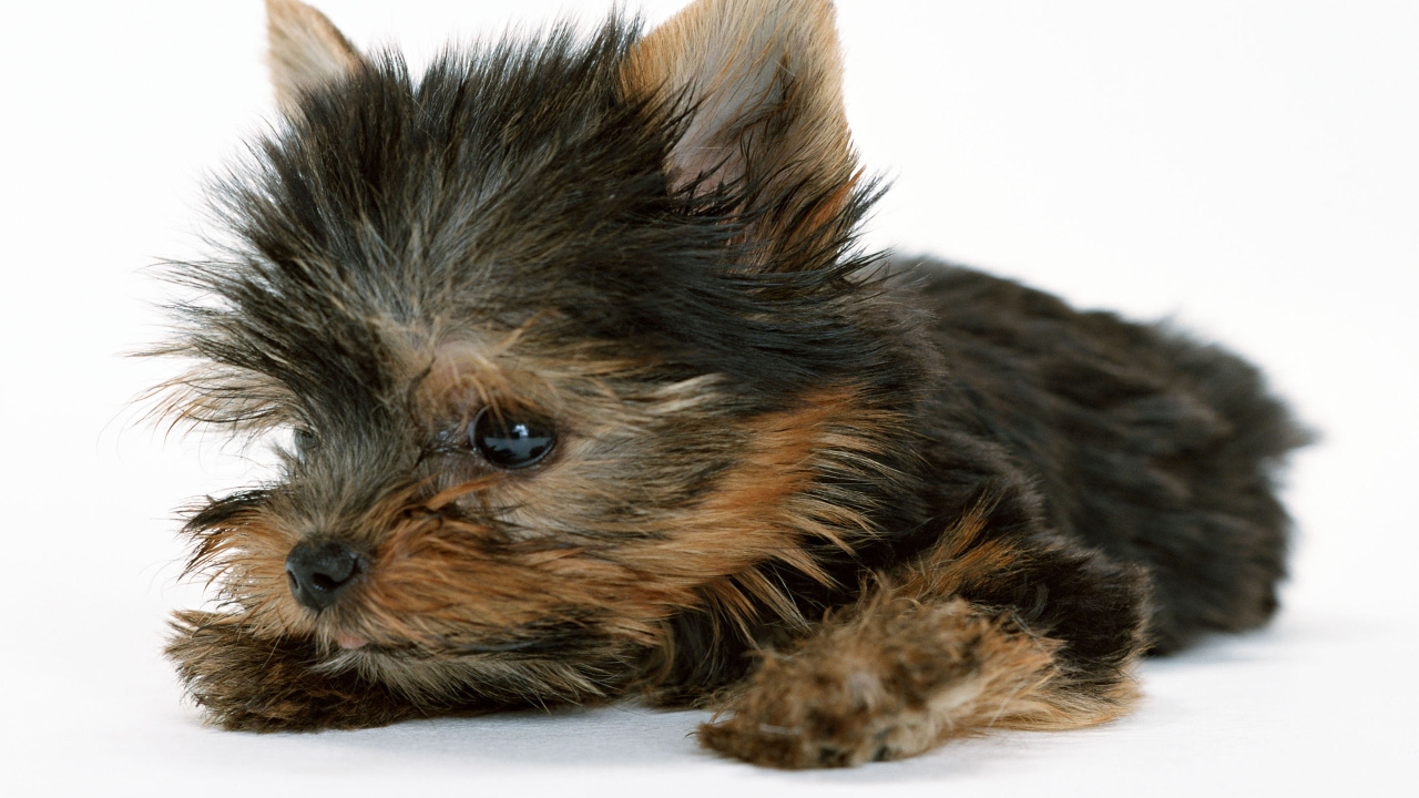 Black and Brown Long Coated Small Dog. Wallpaper in 1280x720 Resolution